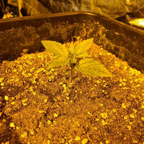 Creeper #1 growlog timeline photo