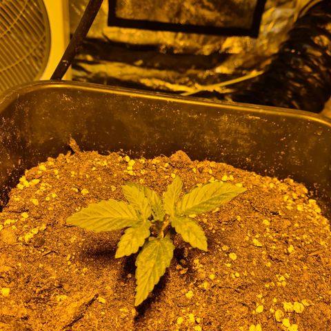 Creeper #1 growlog timeline photo