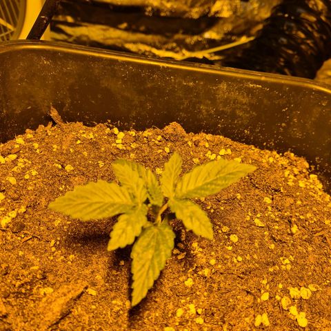 Creeper #1 growlog timeline photo