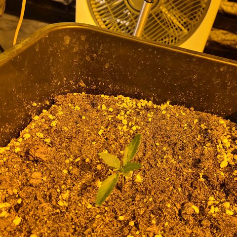 Creeper #1 growlog timeline photo