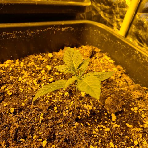 Creeper #1 growlog timeline photo