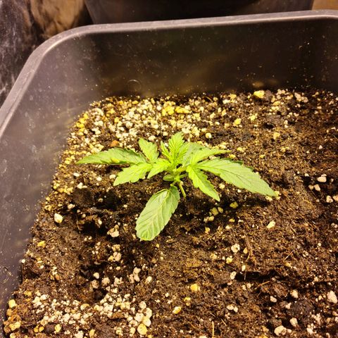 Creeper #1 growlog timeline photo