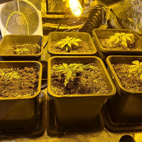 Creeper #1 growlog timeline photo