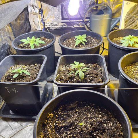 Creeper #1 growlog timeline photo