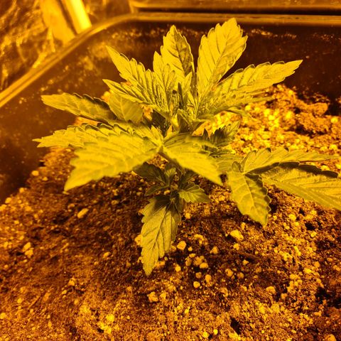Creeper #1 growlog timeline photo