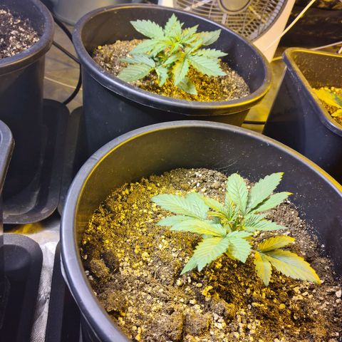 Creeper #1 growlog timeline photo
