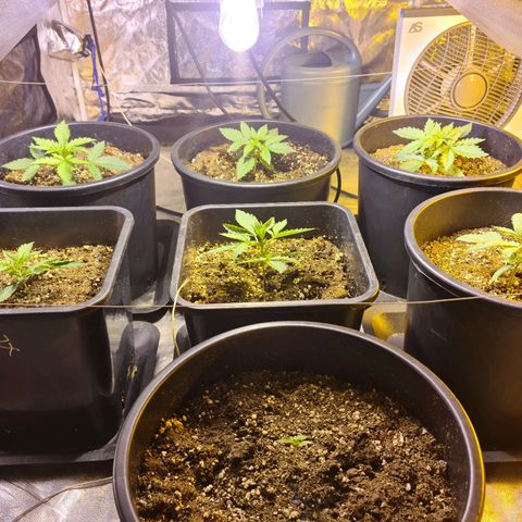 Creeper #1 growlog timeline photo