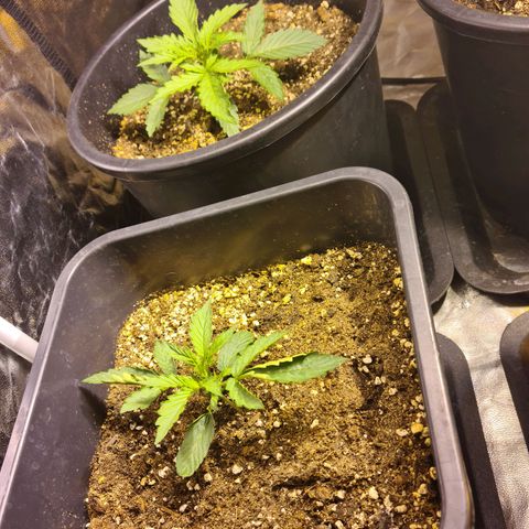 Creeper #1 growlog timeline photo