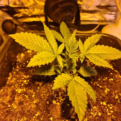 Creeper #1 growlog timeline photo