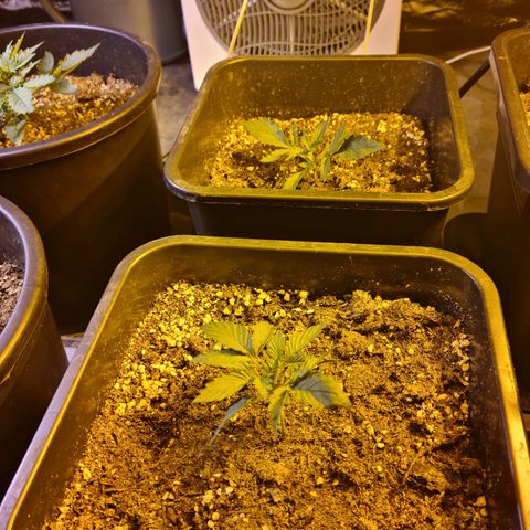 Creeper #1 growlog timeline photo
