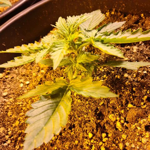 Creeper #1 growlog timeline photo
