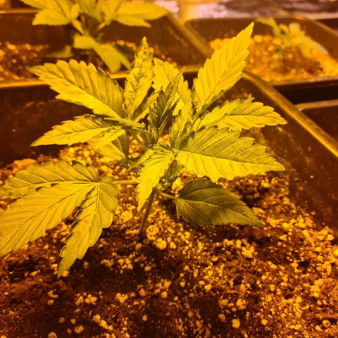 Creeper #1 growlog timeline photo