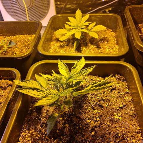 Creeper #1 growlog timeline photo