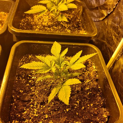 Creeper #1 growlog timeline photo