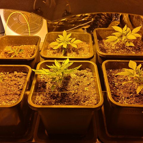 Creeper #1 growlog timeline photo