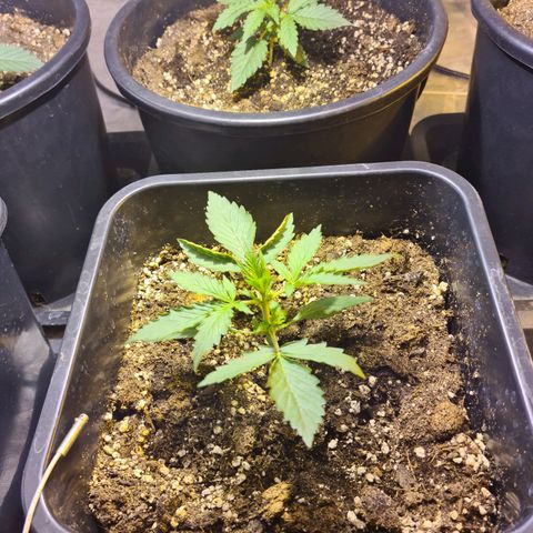 Creeper #1 growlog timeline photo