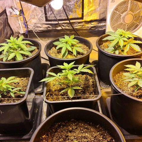 Creeper #1 growlog timeline photo