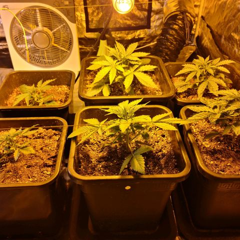 Creeper #1 growlog timeline photo