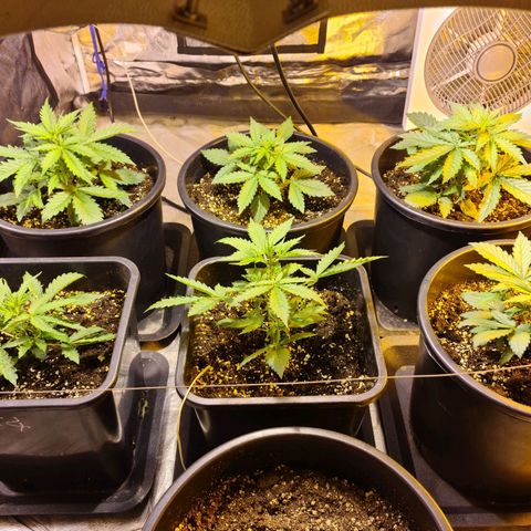 Creeper #1 growlog timeline photo
