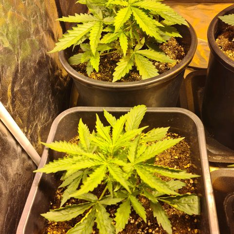 Creeper #1 growlog timeline photo