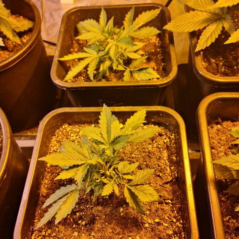 Creeper #1 growlog timeline photo