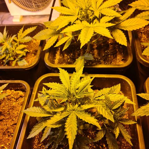 Creeper #1 growlog timeline photo