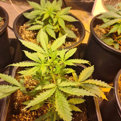 Creeper #1 growlog timeline photo