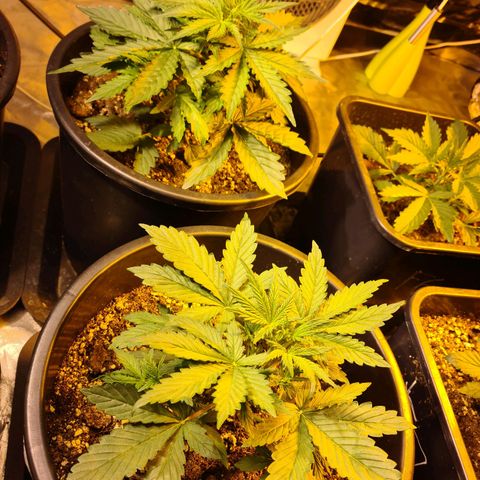 Creeper #1 growlog timeline photo