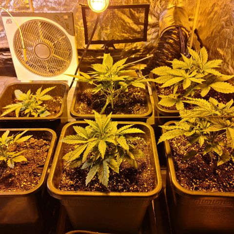 Creeper #1 growlog timeline photo