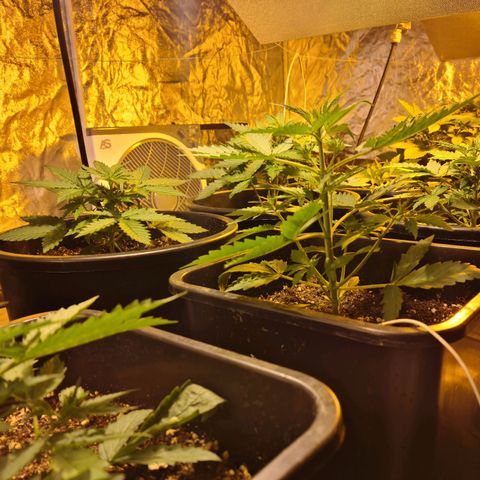 Creeper #1 growlog timeline photo