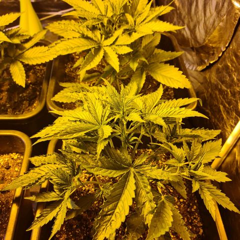 Creeper #1 growlog timeline photo