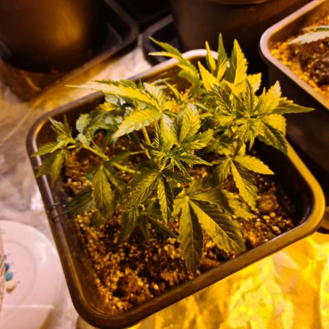 Creeper #1 growlog timeline photo