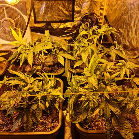 Creeper #1 growlog timeline photo