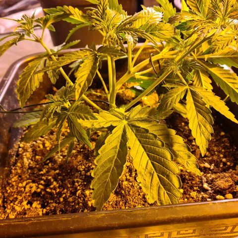 Creeper #1 growlog timeline photo