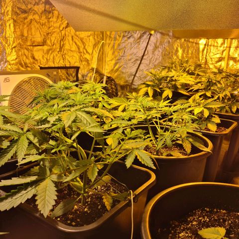 Creeper #1 growlog timeline photo