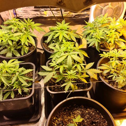 Creeper #1 growlog timeline photo