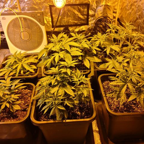 Creeper #1 growlog timeline photo