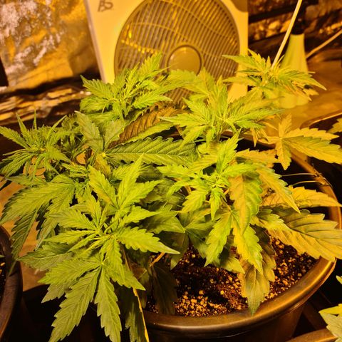 Creeper #1 growlog timeline photo