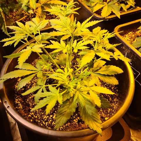 Creeper #1 growlog timeline photo