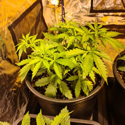 Creeper #1 growlog timeline photo