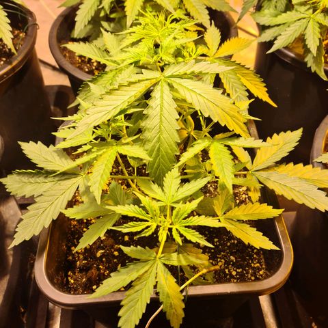 Creeper #1 growlog timeline photo