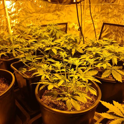 Creeper #1 growlog timeline photo
