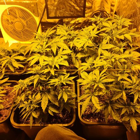 Creeper #1 growlog timeline photo