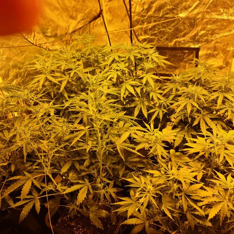 Creeper #1 growlog timeline photo