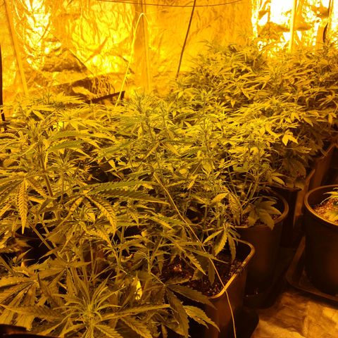 Creeper #1 growlog timeline photo