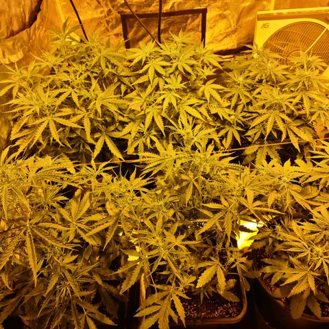 Creeper #1 growlog timeline photo
