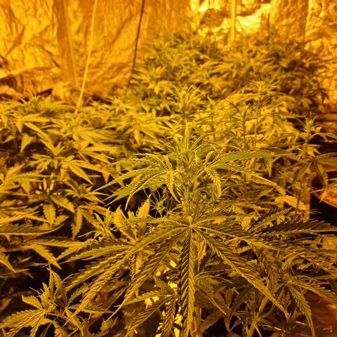 Creeper #1 growlog timeline photo