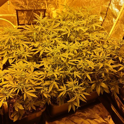 Creeper #1 growlog timeline photo