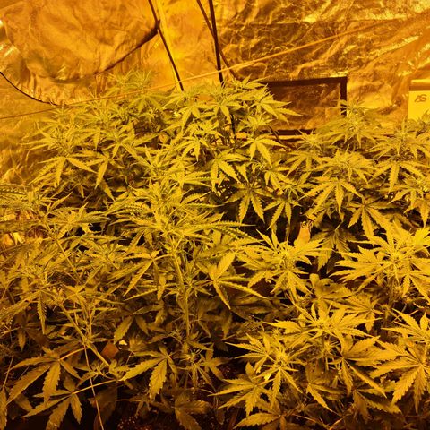 Creeper #1 growlog timeline photo