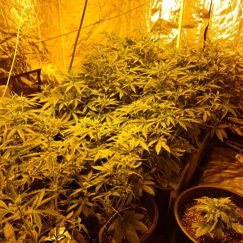 Creeper #1 growlog timeline photo